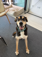 Drako - ein Not"fellchen"