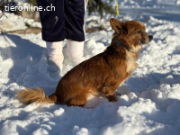 Drida, tapfere Hundeseniorin