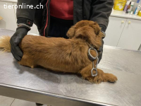 Drida, tapfere Hundeseniorin