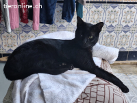 DRINGEND - Anhänglicher Wirbelwind Calin sucht Familie (10M)