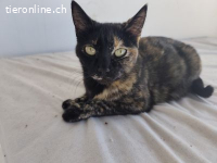 DRINGEND - baldiges Zuhause für die dankbare Ruana (1 J)