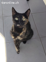 DRINGEND - baldiges Zuhause für die dankbare Ruana (1 J)