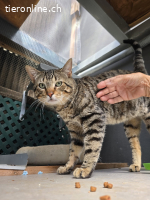 DRINGEND - verschmuster Juri (1.5J) sucht Familie, Freigang