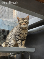 DRINGEND - verschmuster Juri (1.5J) sucht Familie, Freigang