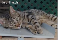 DRINGEND - verschmuster Juri (1.5J) sucht Familie, Freigang