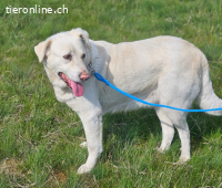 Dringend Zuhause oder Pflegestelle gesucht für Nala