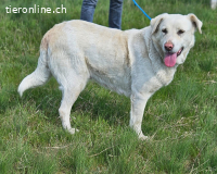 Dringend Zuhause oder Pflegestelle gesucht für Nala