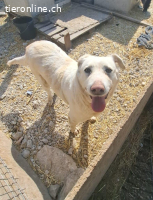 Dringend Zuhause oder Pflegestelle gesucht für Nala