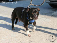 Drucken Box - eine sanfte Seele sucht seine Menschen