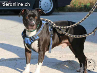 Drucken Box - eine sanfte Seele sucht seine Menschen