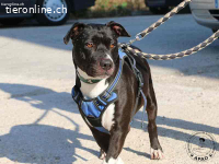 Drucken Box - eine sanfte Seele sucht seine Menschen