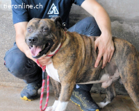 Durgesh - Stark, treu und immer übersehen