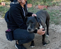 Dusty, tolle Fellnase