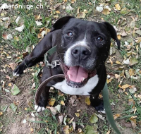 Dusty, tolle Fellnase