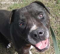 Dusty, tolle Fellnase