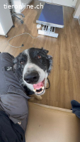 Eddy – ein treuer Begleiter