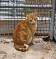 Edin- der Kater, der mit dir Spricht