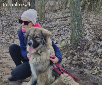 Edwina, wunderschöne Hündin