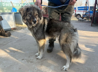 Edwina, wunderschöne Hündin