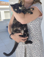 Ein baldiges Zuhause für die dankbare,menschenbezogene Ruana