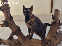Ein baldiges Zuhause für die dankbare,menschenbezogene Ruana