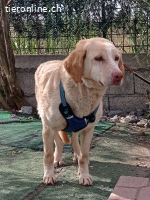 Ein Herz voller Liebe sucht eine Zukunft in einer Familie