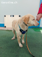 Ein Herz voller Liebe sucht eine Zukunft in einer Familie