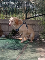 Ein Herz voller Liebe sucht eine Zukunft in einer Familie