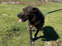 Ein stiller, treuer Begleiter wartet auf seine Chance