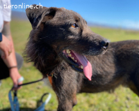 Ein stiller, treuer Begleiter wartet auf seine Chance