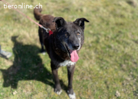 Ein treuer Senior wünscht sich ein ruhiges Zuhause