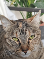 Arya, w./kastr., geb. 07/2022, sucht Zuhause