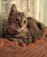 Arya, w./kastr., geb. 07/2022, sucht Zuhause