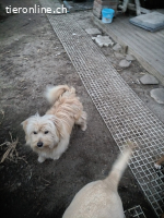 Eirik, ein tapferer kleiner Schatz sucht sein Glück