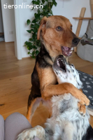 Elara (ca. 11 Monate) möchte Teil eurer Familie werden