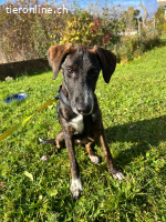 eleganter Jungrüde mit ausgeglichenem Charakter (Tierschutz)