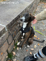 eleganter Jungrüde mit ausgeglichenem Charakter (Tierschutz)