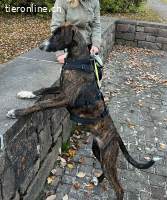 eleganter Jungrüde mit ausgeglichenem Charakter (Tierschutz)