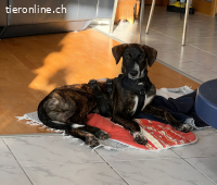 eleganter Jungrüde mit ausgeglichenem Charakter (Tierschutz)