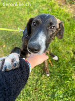 eleganter Jungrüde mit ausgeglichenem Charakter (Tierschutz)