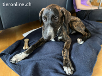 eleganter Jungrüde mit ausgeglichenem Charakter (Tierschutz)