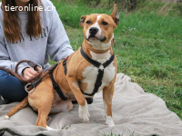 ELENOR, menschenbezogene Mixhündin, ca. 5J., 44cm,21kg
