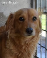 Elynea - Was ist dir widerfahren, kleine Elynea?