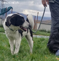 Emma möchte eine treue, liebe Begleiterin sein.