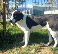 Emma möchte eine treue, liebe Begleiterin sein.