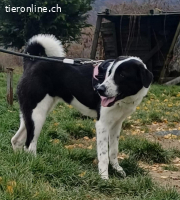 Emma möchte eine treue, liebe Begleiterin sein.