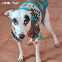 Enola - wünscht sich ein liebevolles Zuhause