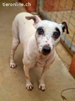 Enola - wünscht sich ein liebevolles Zuhause