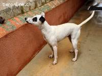 Enola - wünscht sich ein liebevolles Zuhause