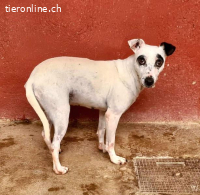 Enola - wünscht sich ein liebevolles Zuhause